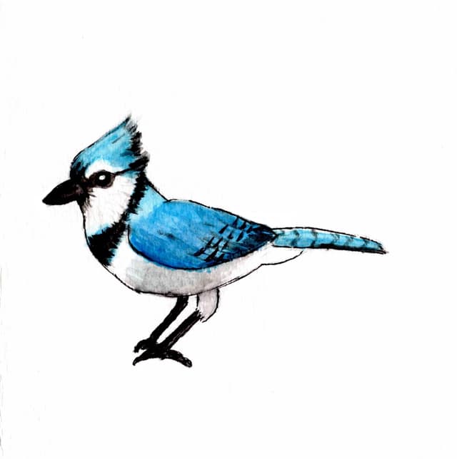 Blue Jay Greeting Card