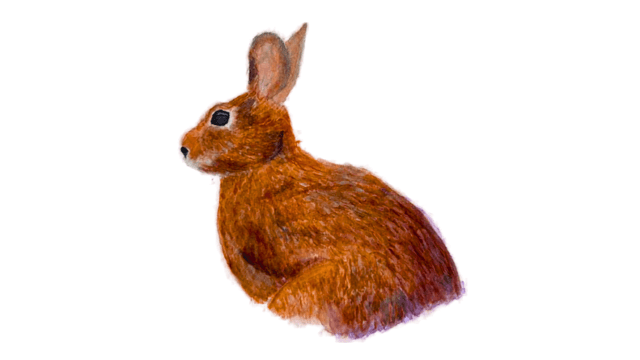 Cottontail Bunny watercolor painting