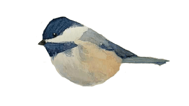 Chickadee watercolor painting
