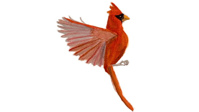 Flying Cardinal watercolor painting