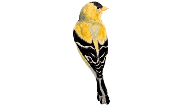 Goldfinch watercolor painting