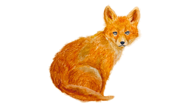 Young Red Fox watercolor painting