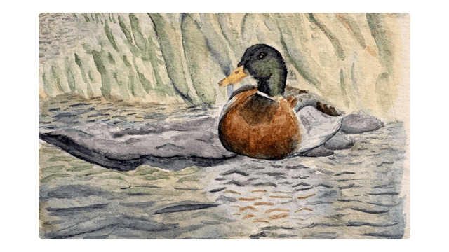 Male Mallard Duck in Pond watercolor painting