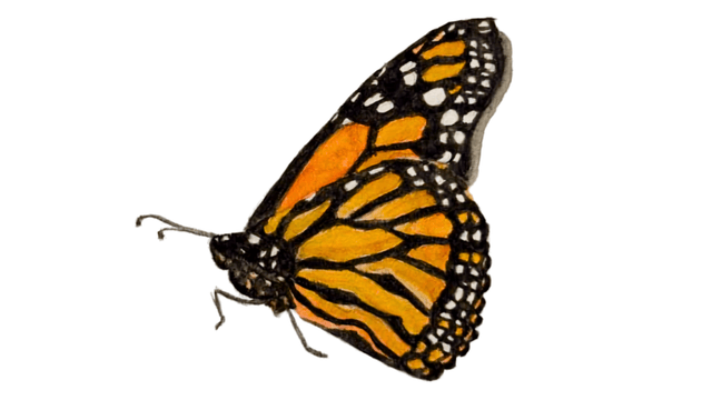 Monarch Butterfly watercolor painting