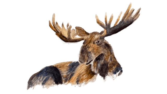 Western Canada Moose watercolor painting