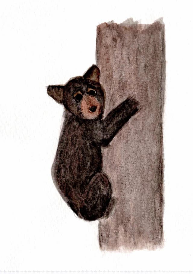 Black Bear Cub Greeting Card