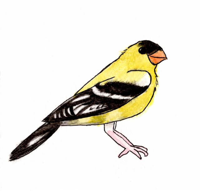 Gold Finch Greeting Card