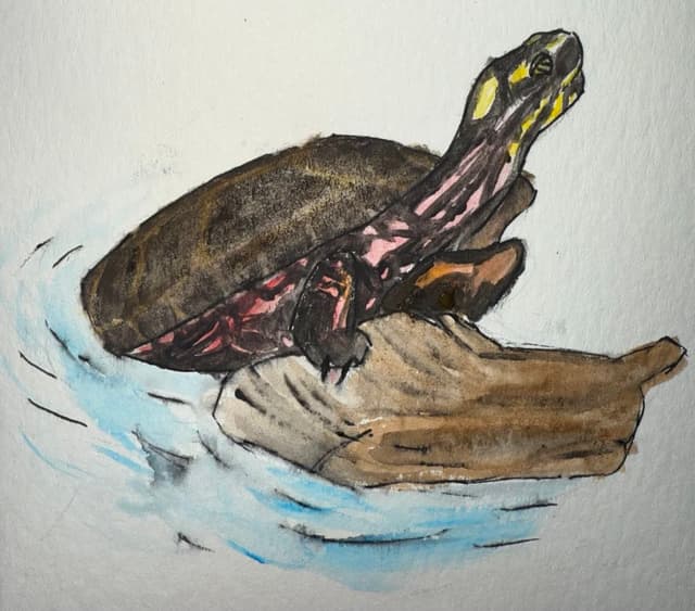 Painted Turtle Greeting Card