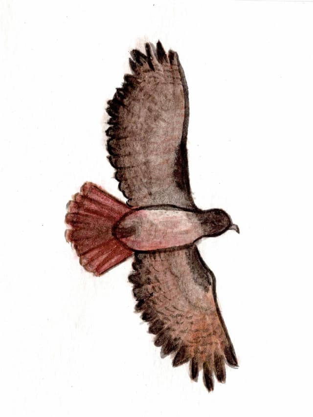 Red Tailed Hawk Greeting Card